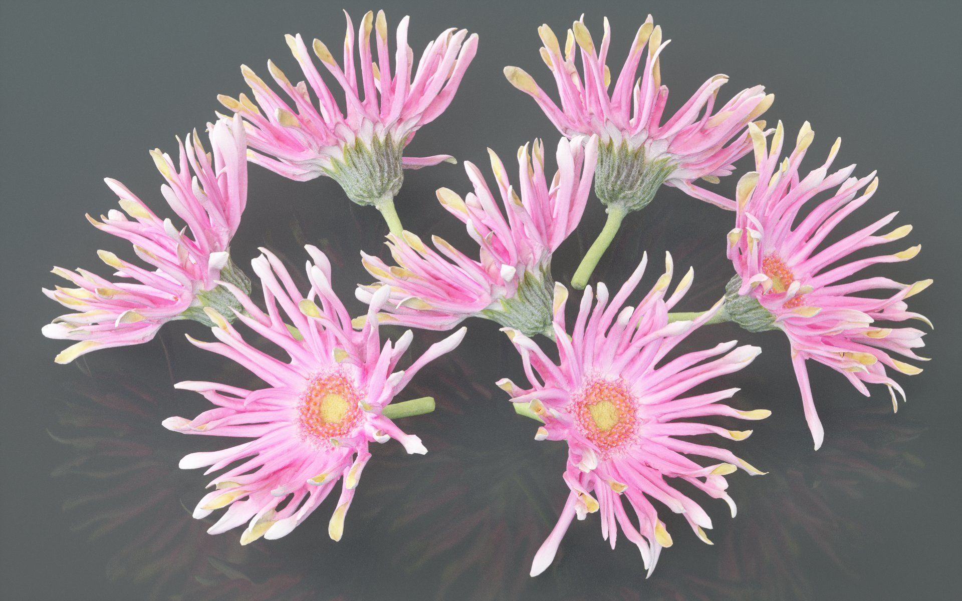 Barberton Daisy Gerbera Jamesonii 2 Low-poly 3D model_3