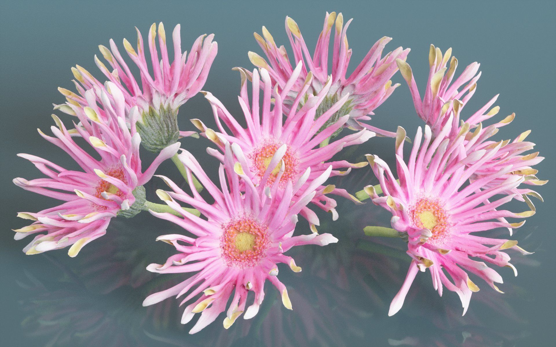 Barberton Daisy Gerbera Jamesonii 2 Low-poly 3D model_2