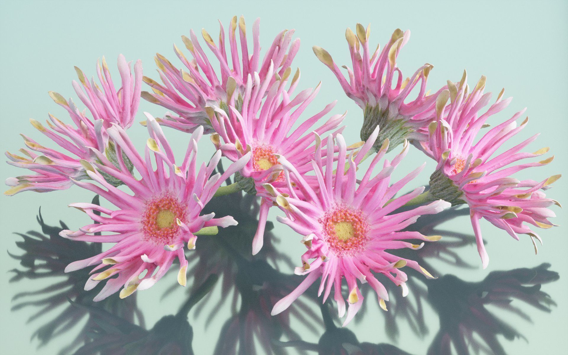 Barberton Daisy Gerbera Jamesonii 2 Low-poly 3D model_1