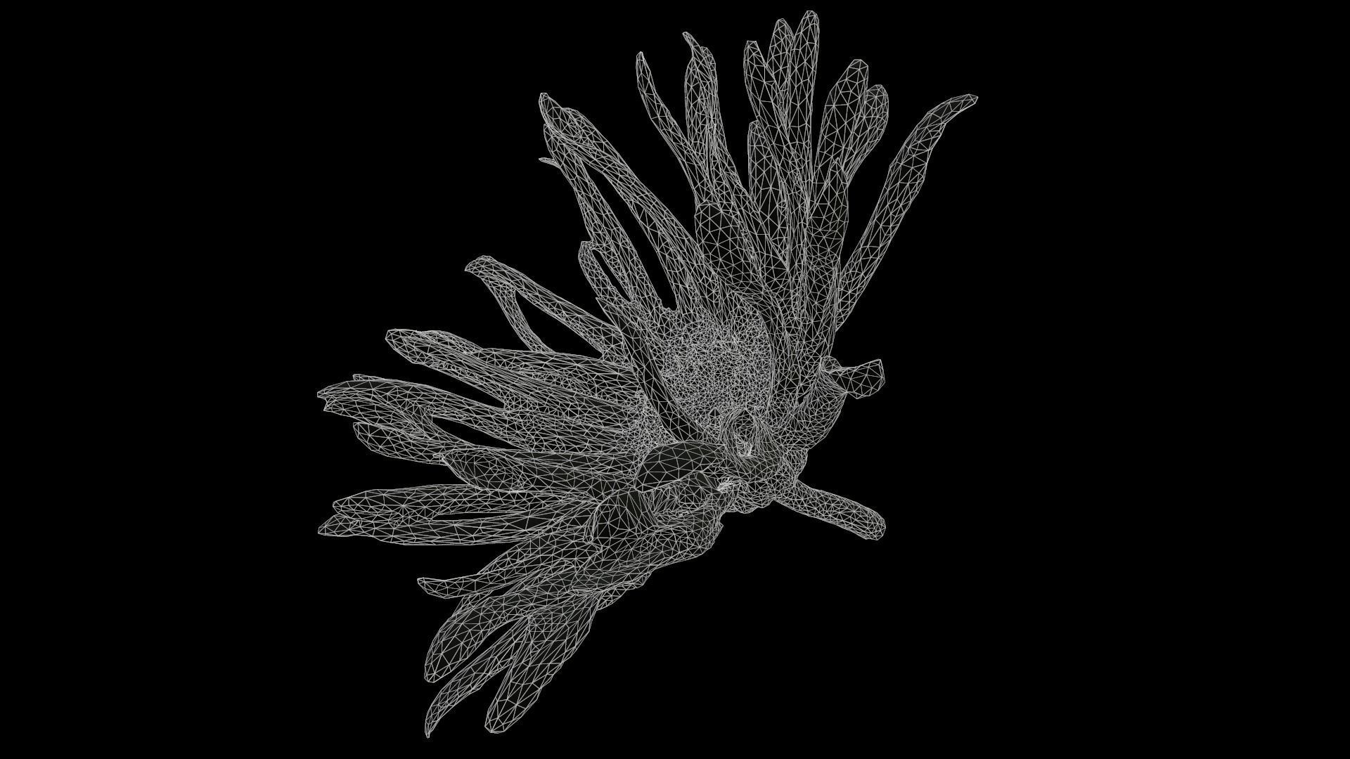 Barberton Daisy Gerbera Jamesonii 2 Low-poly 3D model_6