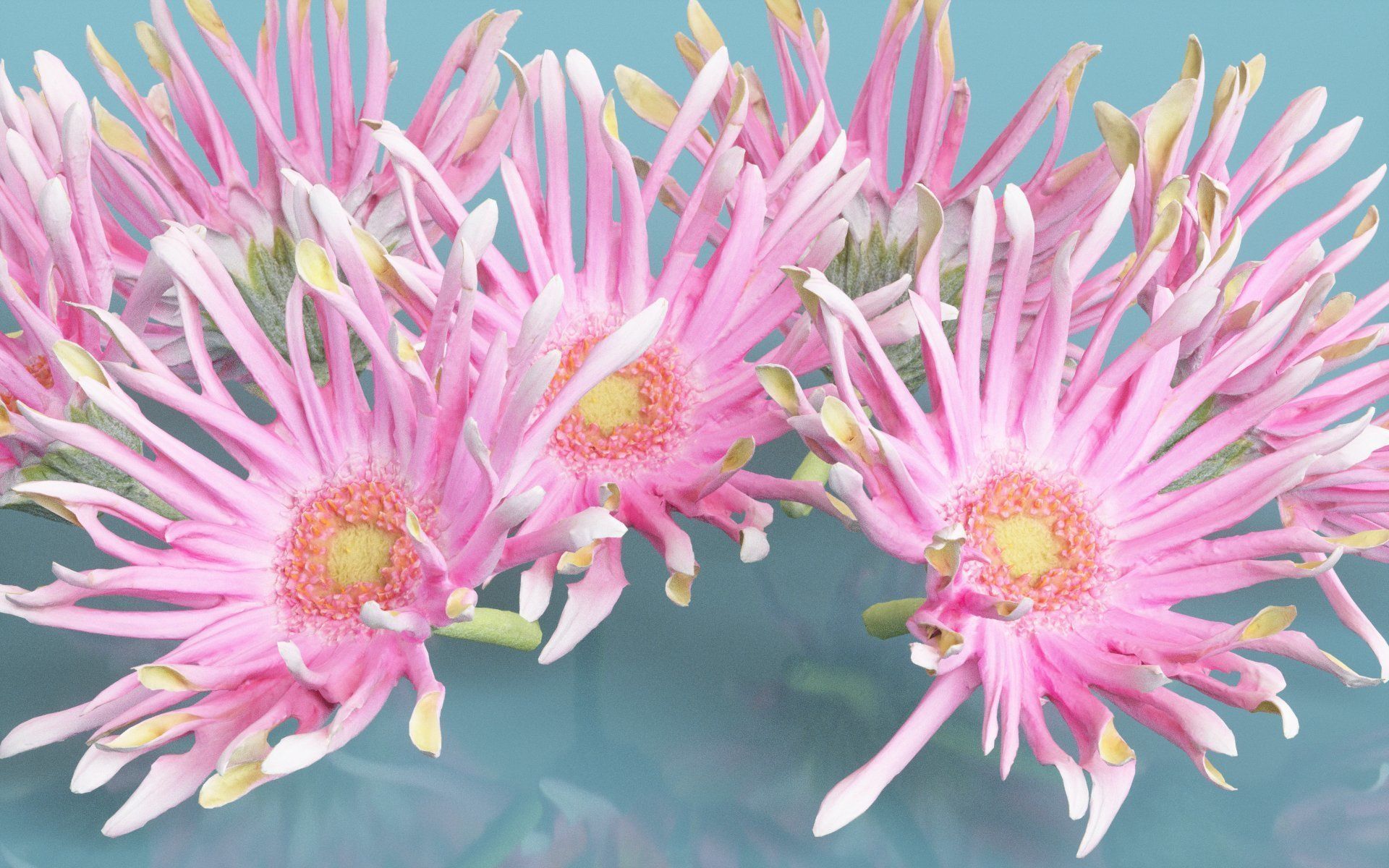 Barberton Daisy Gerbera Jamesonii 2 Low-poly 3D model_4