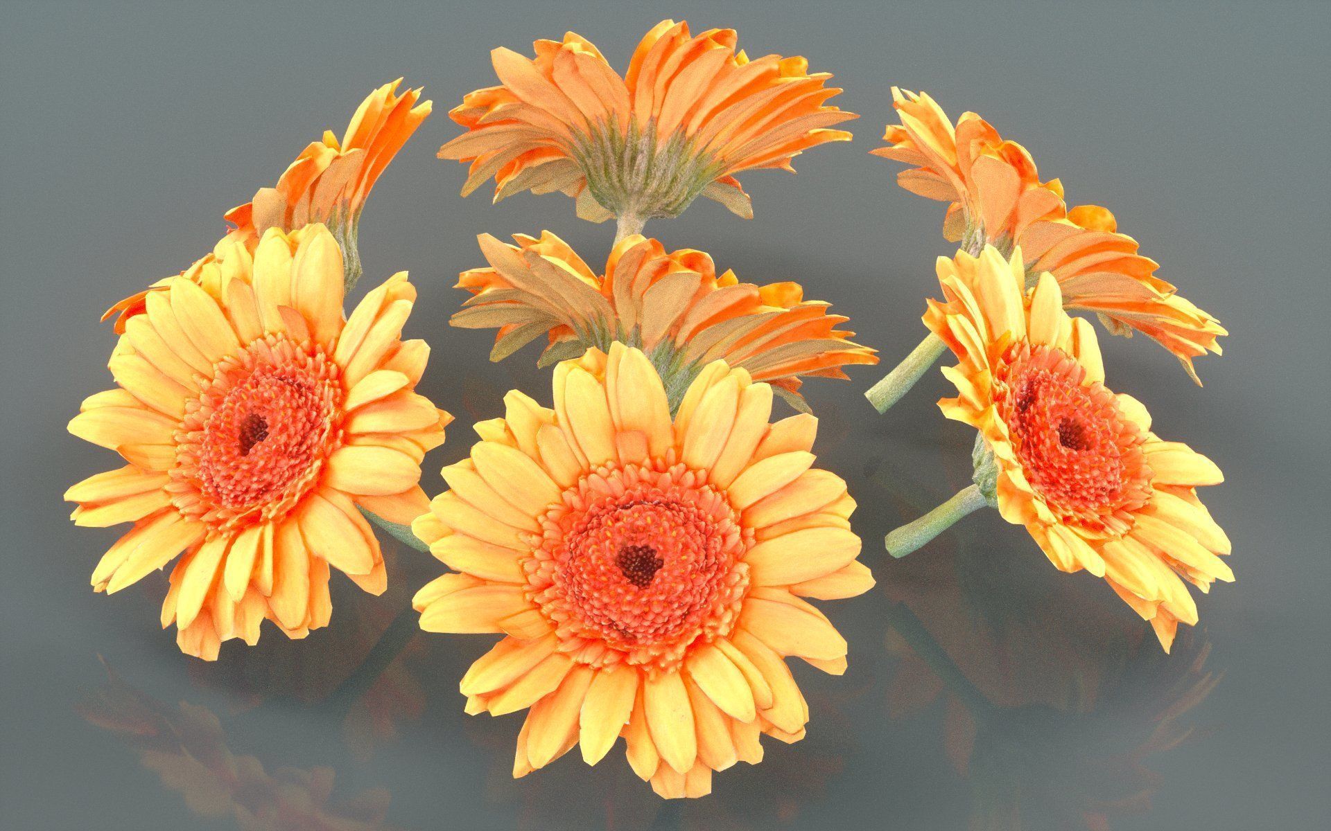 Barberton Daisy Gerbera Jamesonii Low-poly 3D model_5