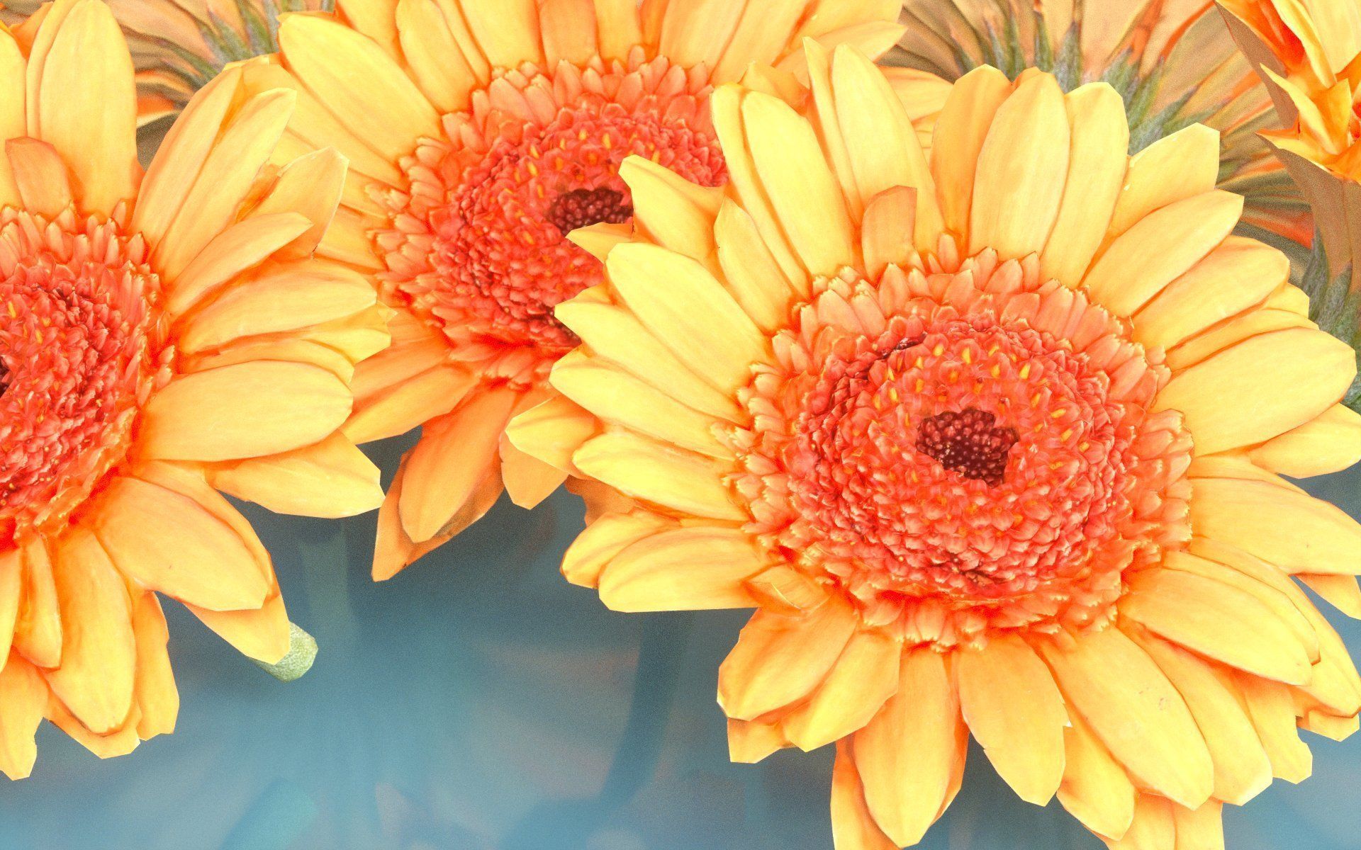 Barberton Daisy Gerbera Jamesonii Low-poly 3D model_4