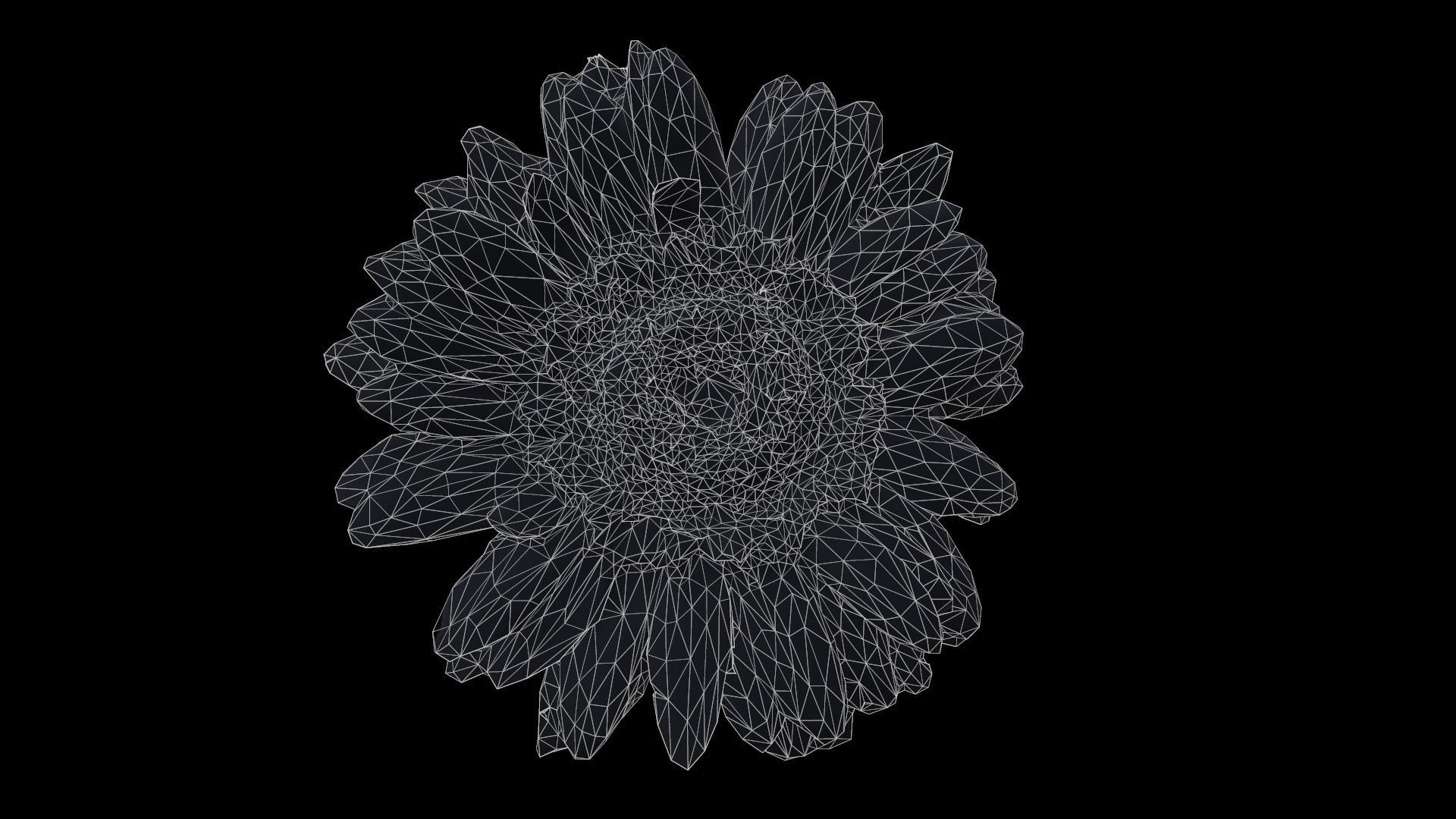 Barberton Daisy Gerbera Jamesonii Low-poly 3D model_6