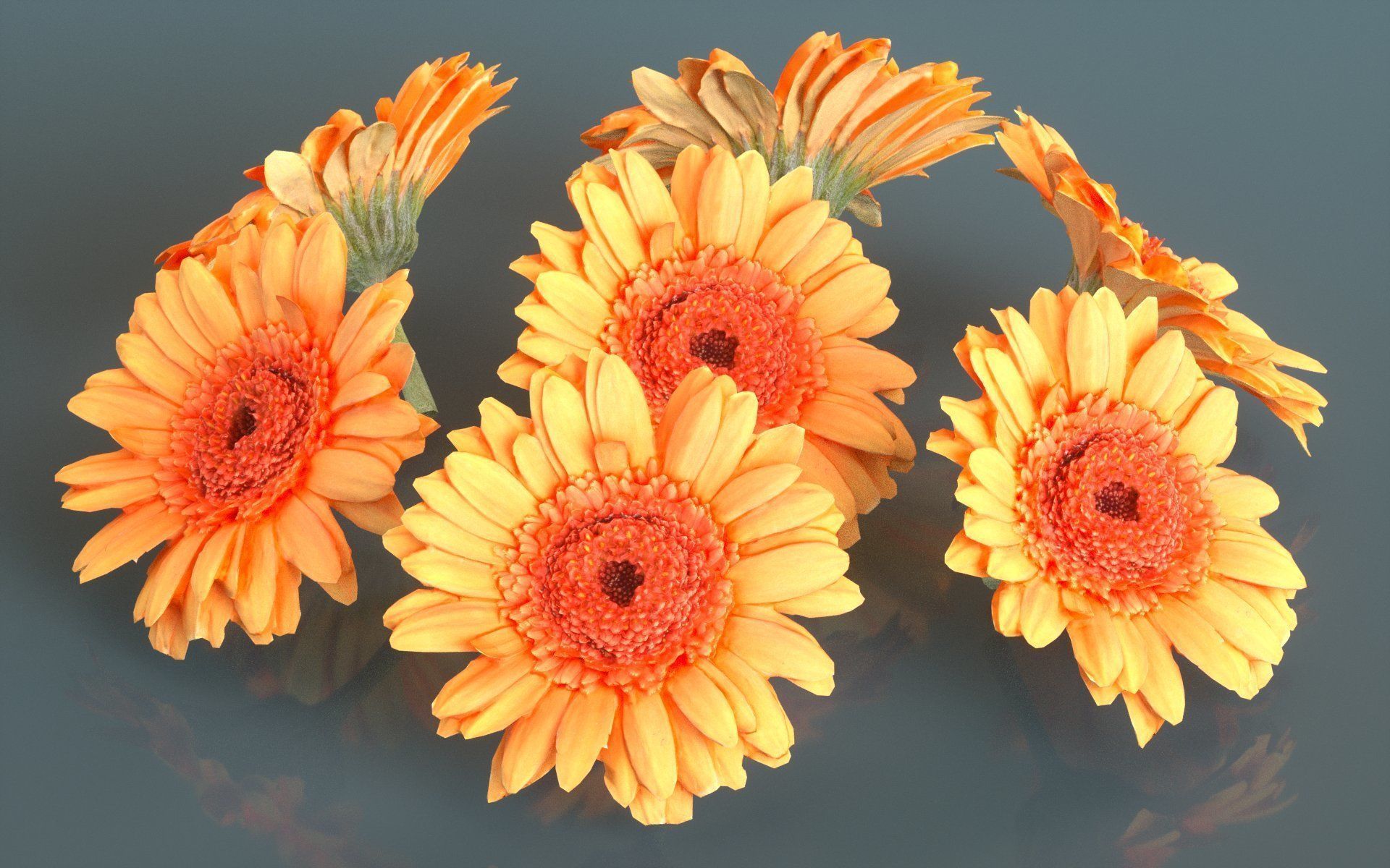 Barberton Daisy Gerbera Jamesonii Low-poly 3D model_2