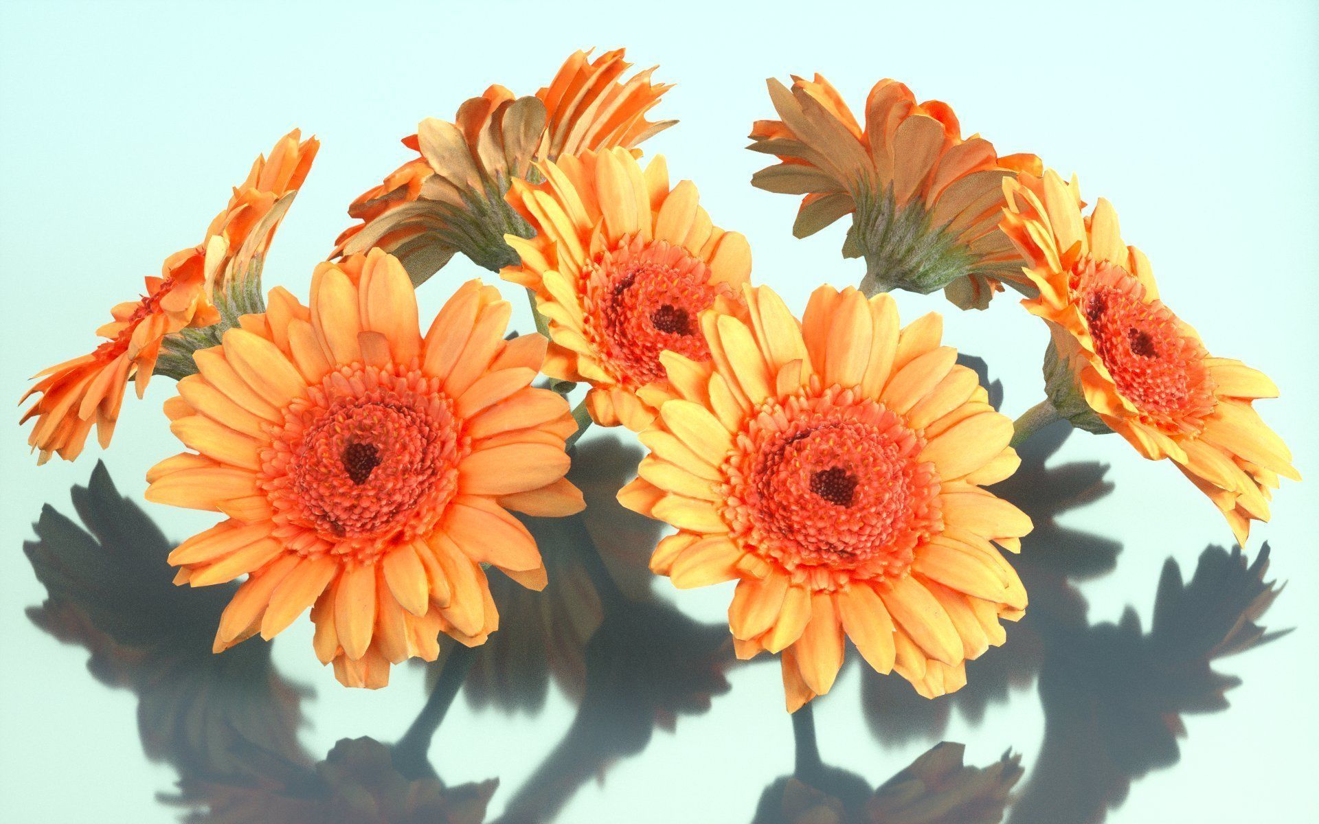 Barberton Daisy Gerbera Jamesonii Low-poly 3D model_1