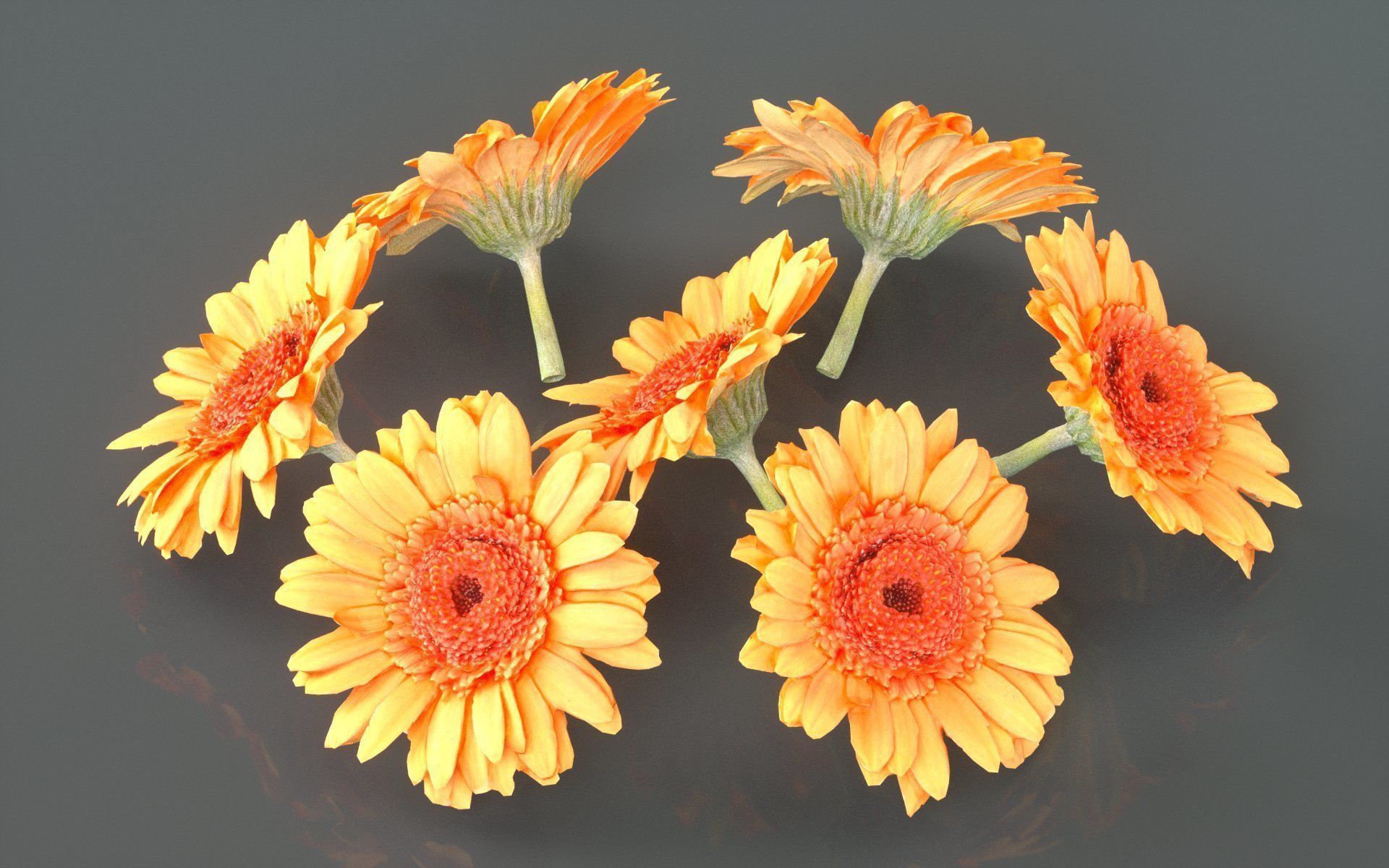 Barberton Daisy Gerbera Jamesonii Low-poly 3D model_3