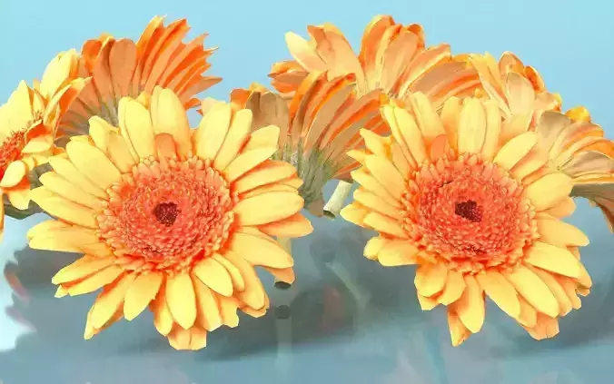 Barberton Daisy Gerbera Jamesonii Low-poly 3D model