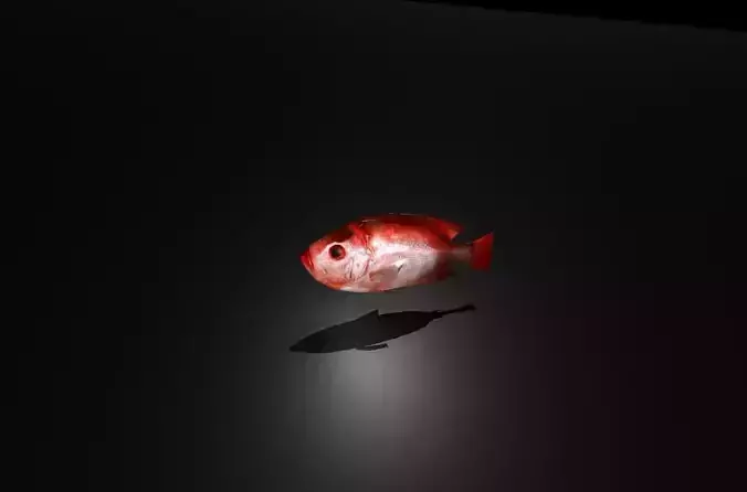 Fish3D v1  Free low-poly 3D model