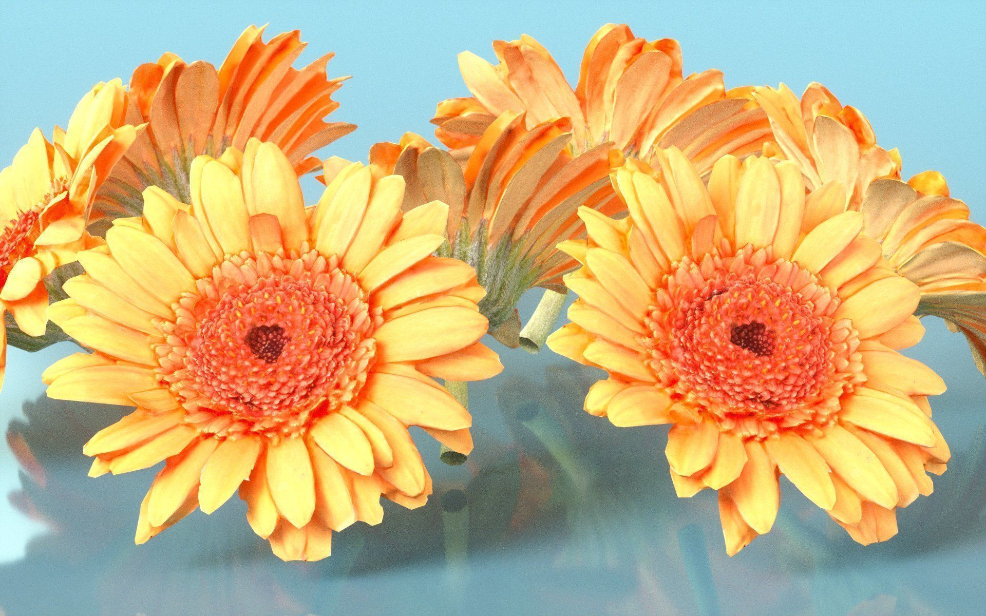 10 Flowers Collection _10