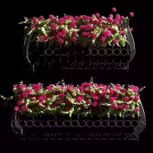 Facade Geranium Plant