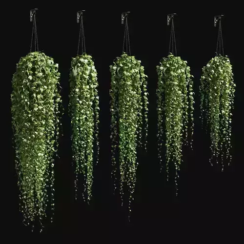 Ivy in a pot on the chain v3