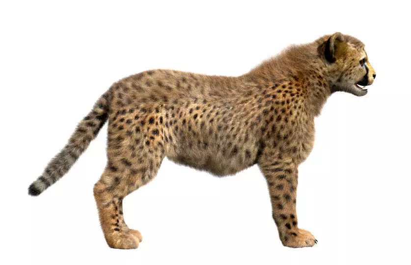 Cheetah-Baby cheetah 3D model_0