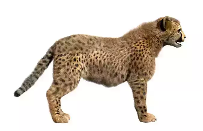 Cheetah-Baby cheetah 3D model