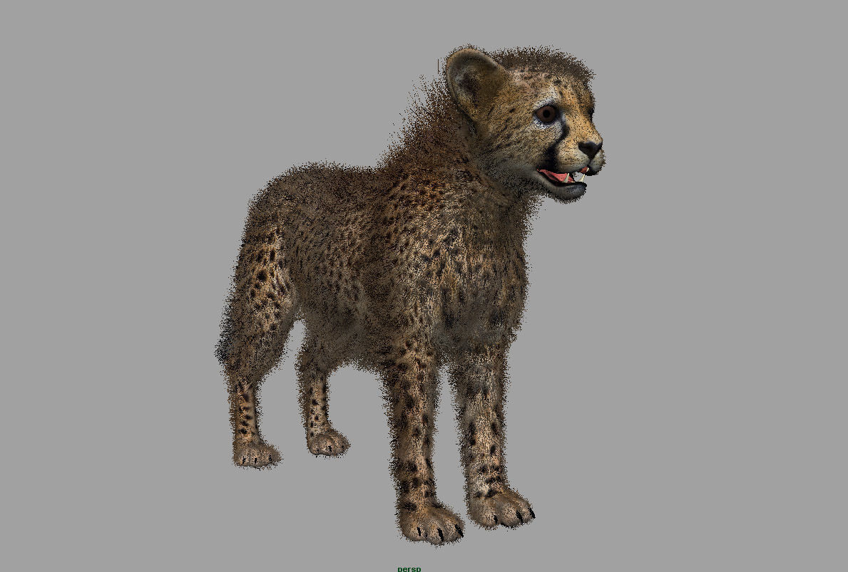 Cheetah-Baby cheetah 3D model_5