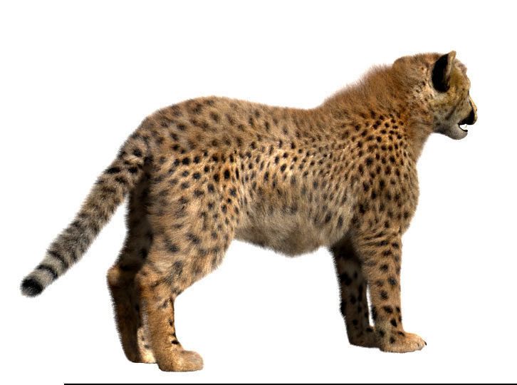 Cheetah-Baby cheetah 3D model_2