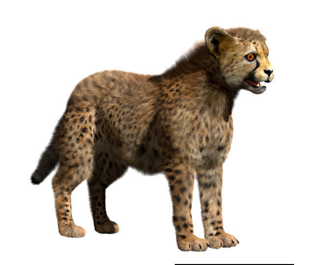 Cheetah-Baby cheetah 3D model_1