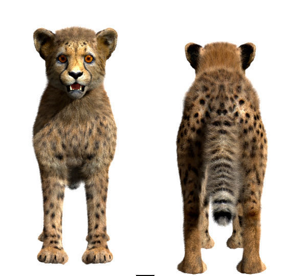 Cheetah-Baby cheetah 3D model_3