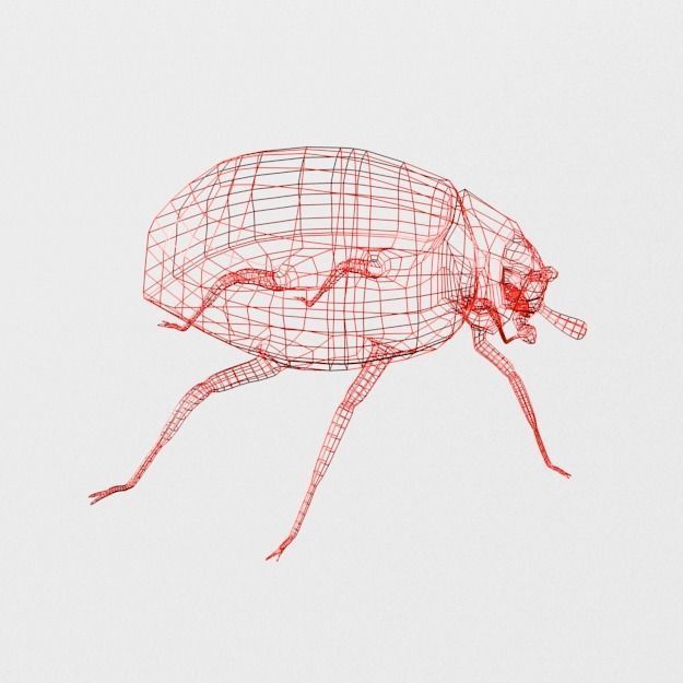 Ladybug Low-poly 3D model_7