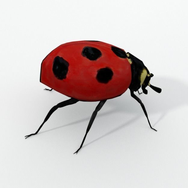 Ladybug Low-poly 3D model_3