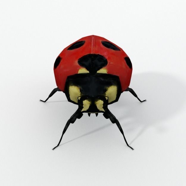 Ladybug Low-poly 3D model_2