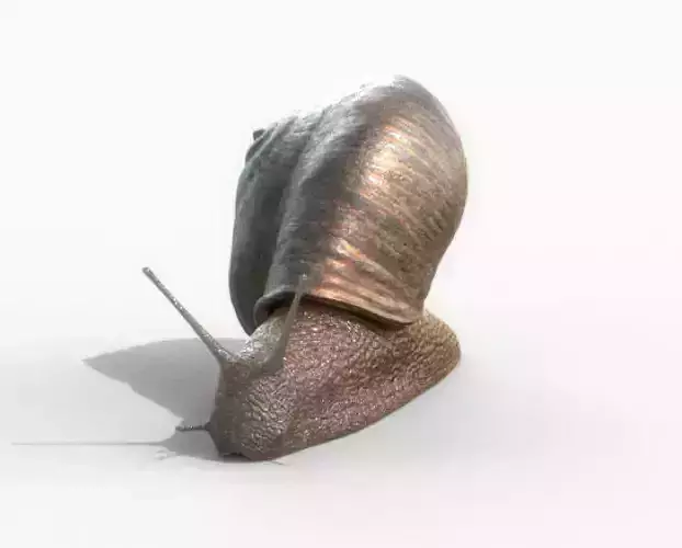 snail