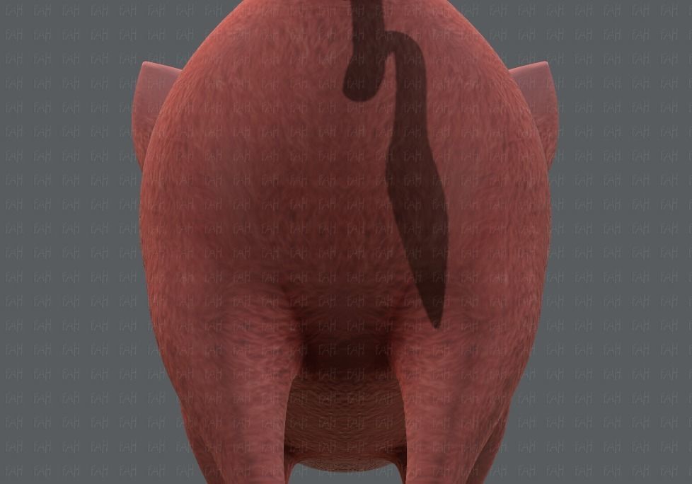 Pig cartoon V02 Low-poly 3D model_21