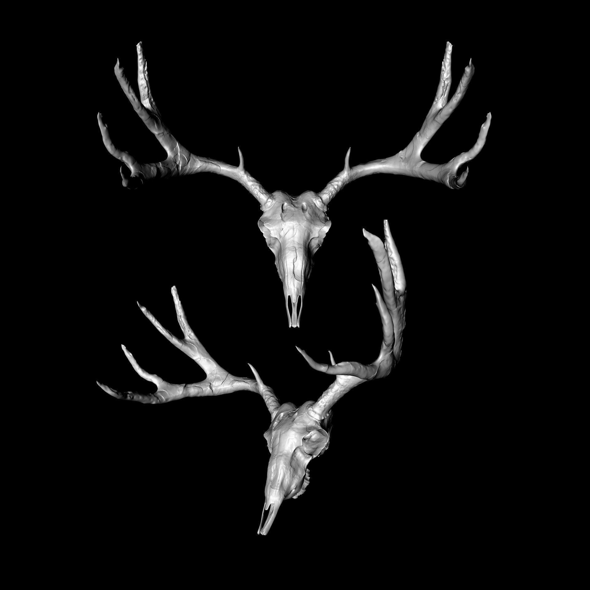 Horned Mammal Skull 3D Model Pack 3D model_3