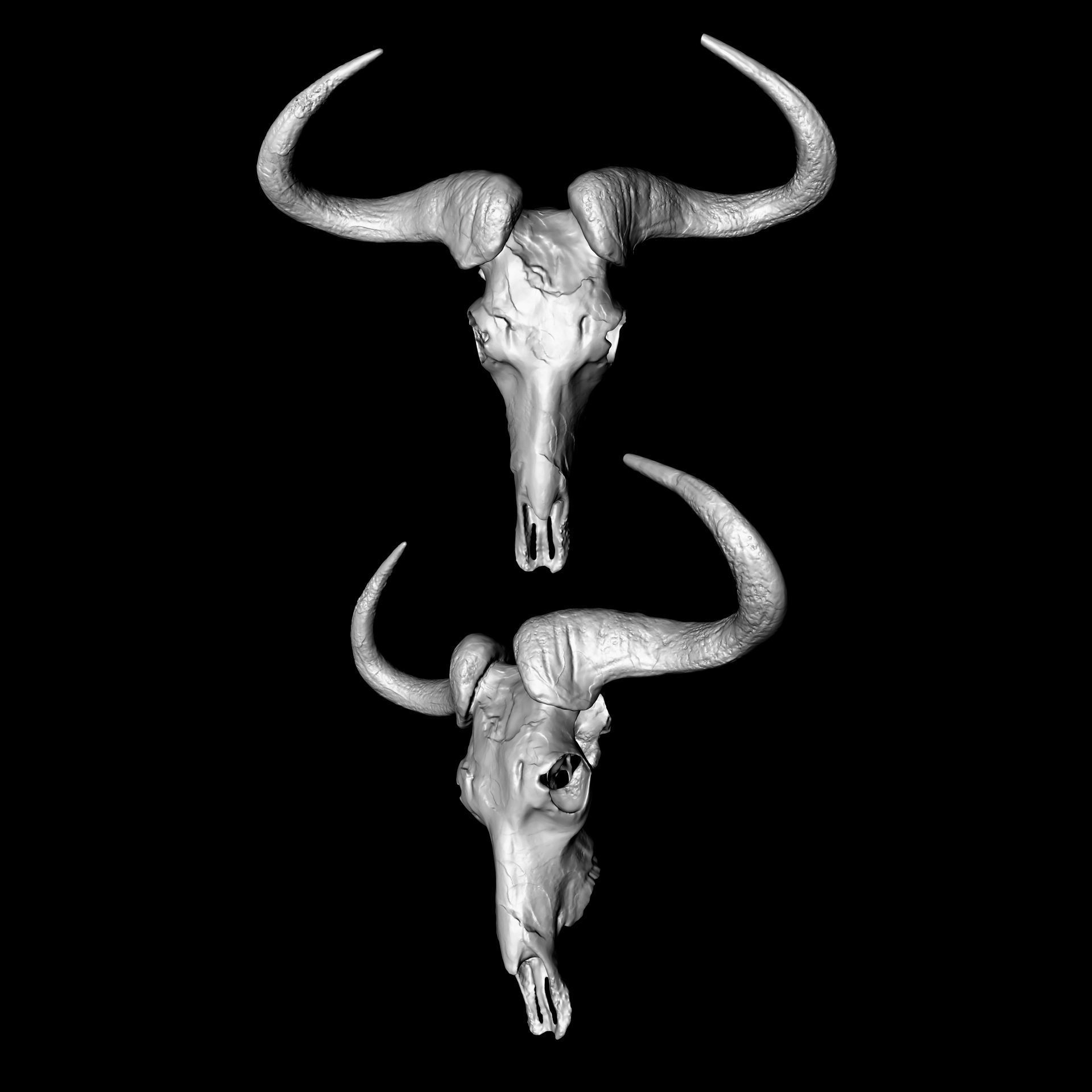 Horned Mammal Skull 3D Model Pack 3D model_4