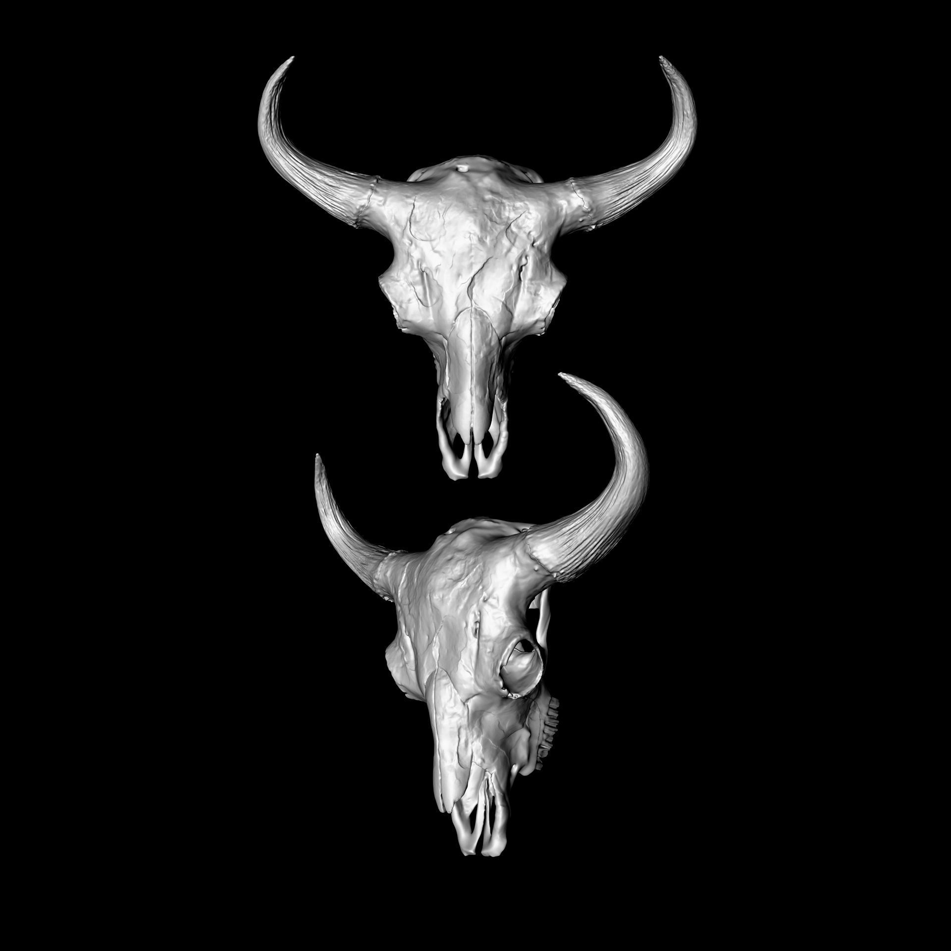 Horned Mammal Skull 3D Model Pack 3D model_5