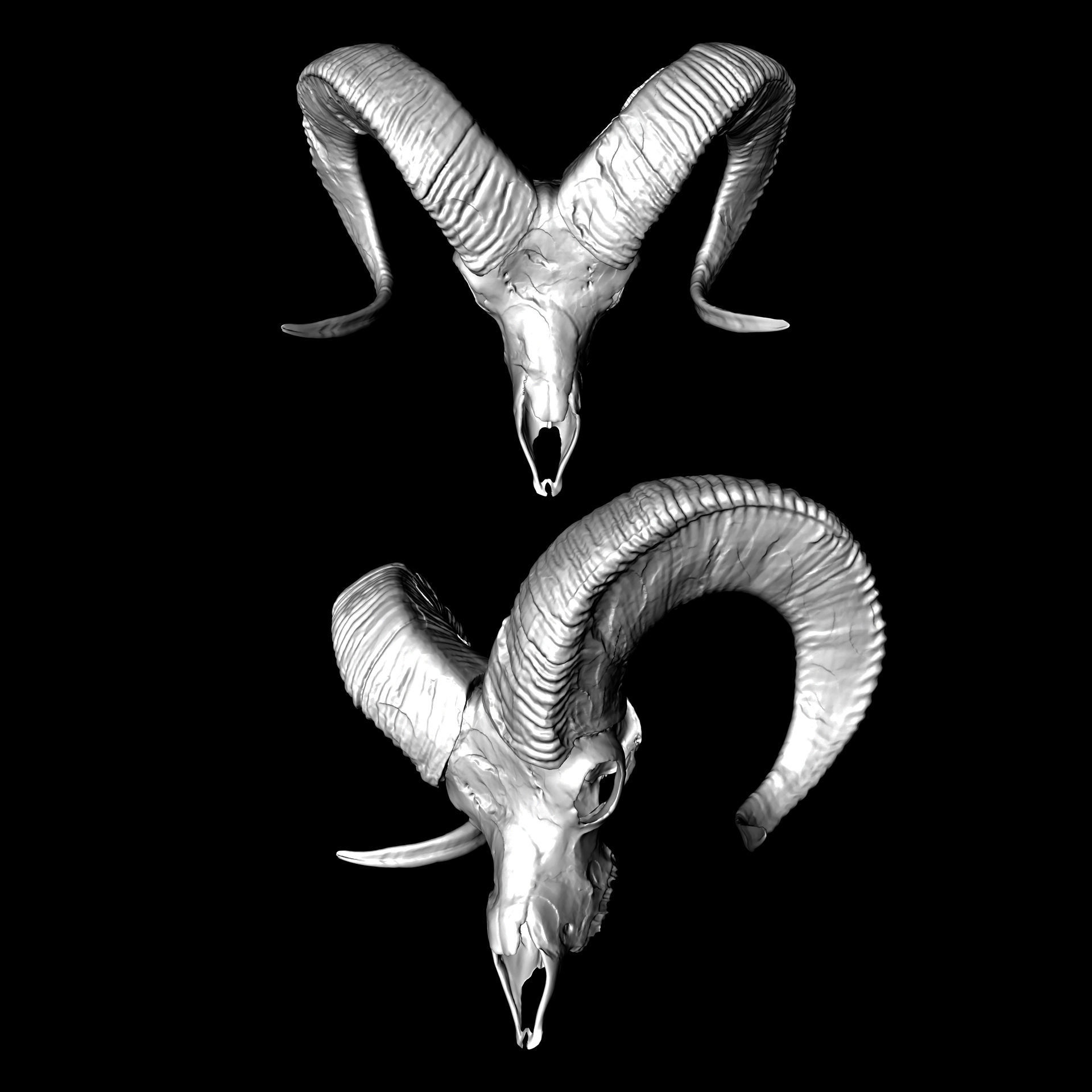 Horned Mammal Skull 3D Model Pack 3D model_7