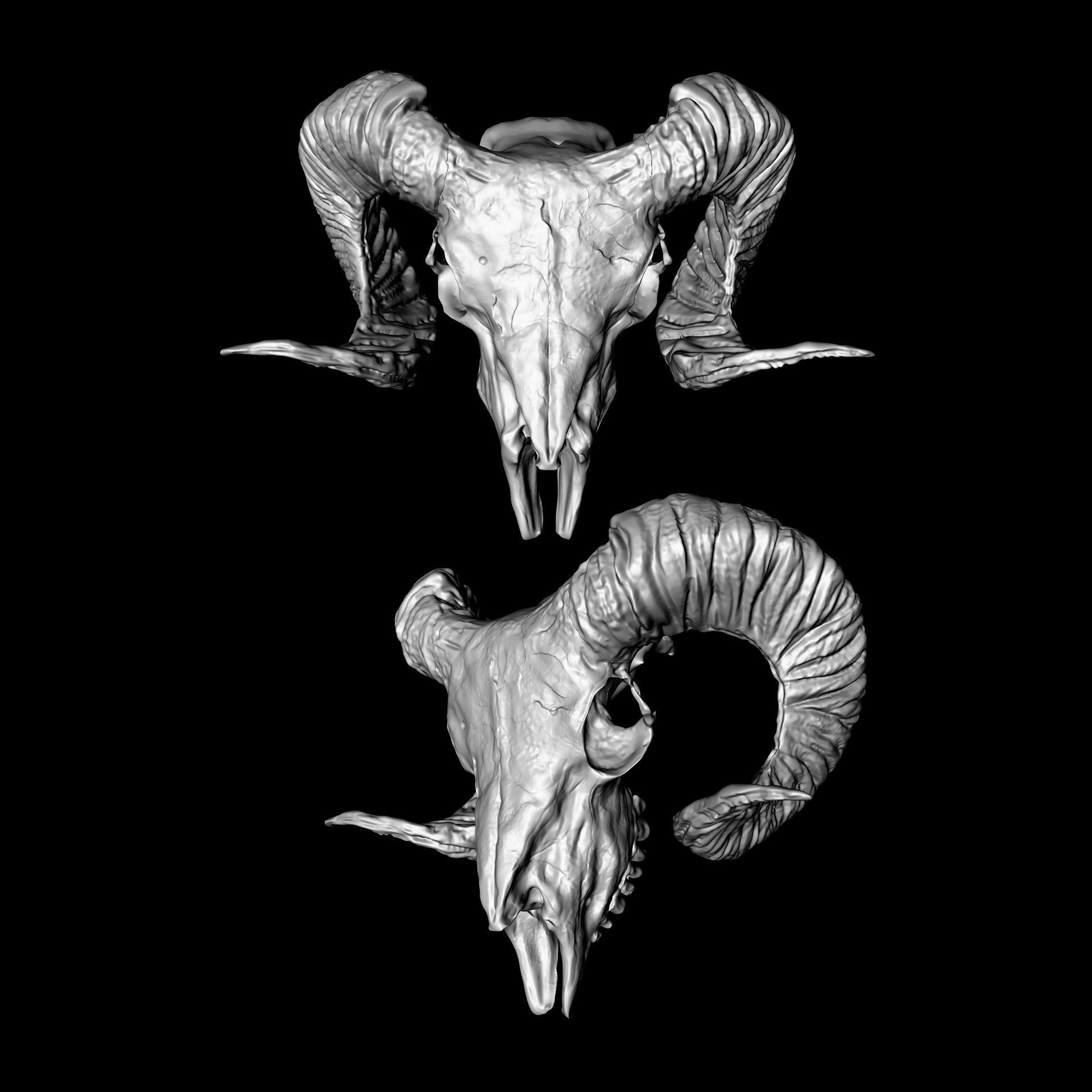 Horned Mammal Skull 3D Model Pack 3D model_6