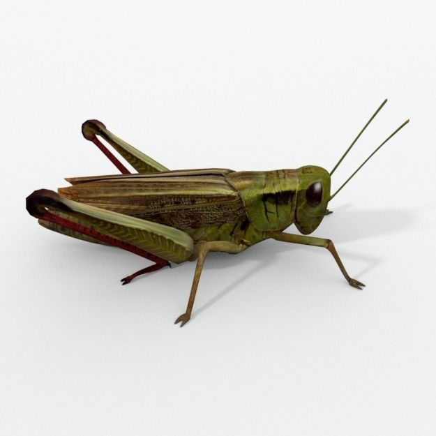 Grasshopper Low-poly 3D model_3