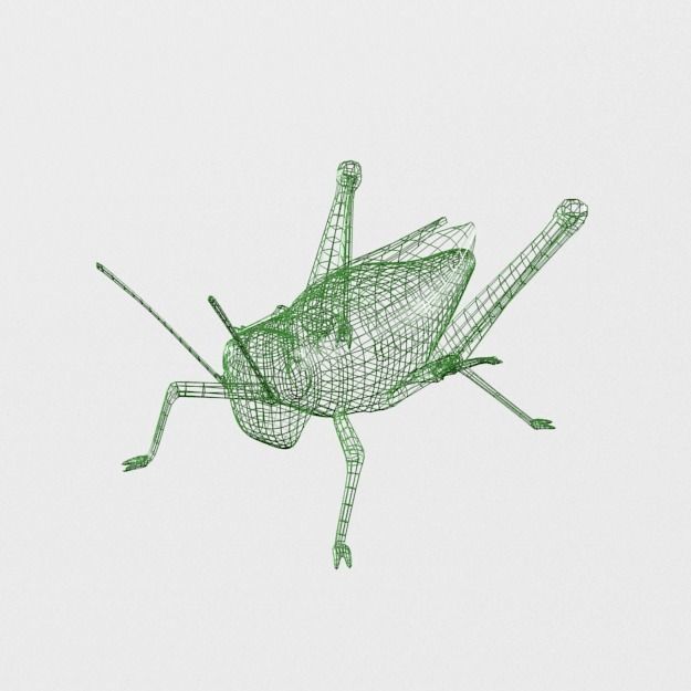 Grasshopper Low-poly 3D model_4