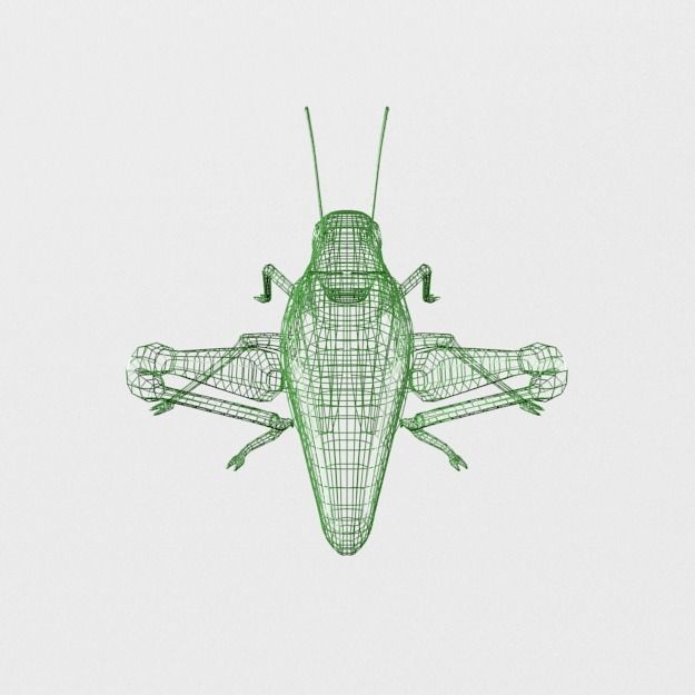 Grasshopper Low-poly 3D model_5