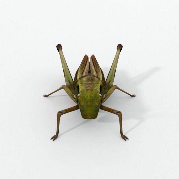 Grasshopper Low-poly 3D model_2