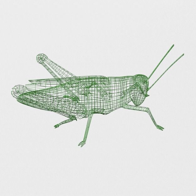 Grasshopper Low-poly 3D model_7