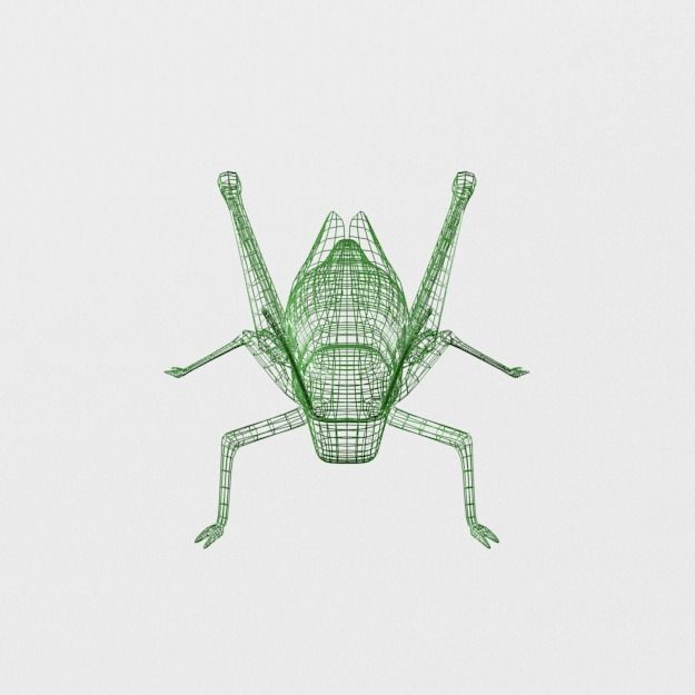 Grasshopper Low-poly 3D model_6