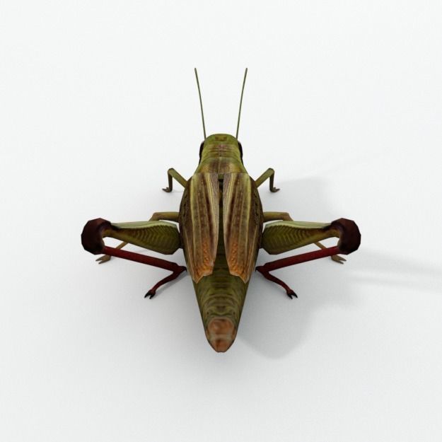 Grasshopper Low-poly 3D model_1