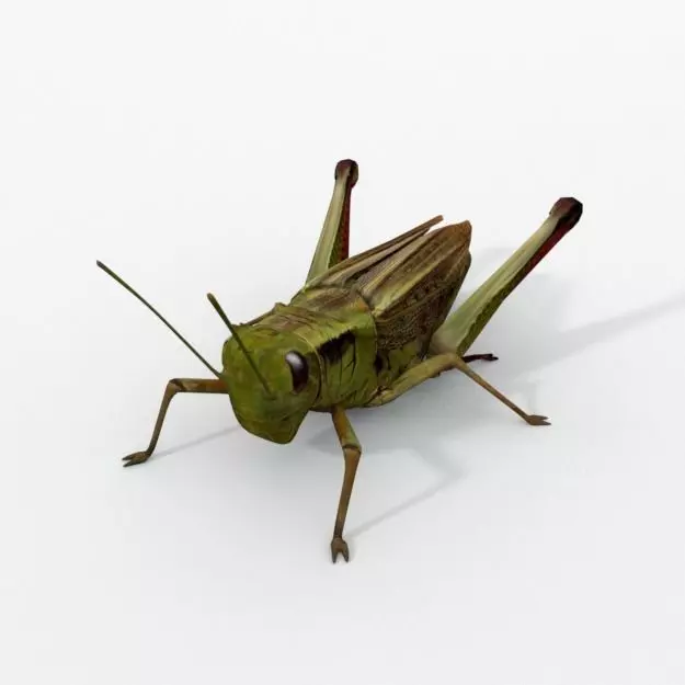 Grasshopper Low-poly 3D model_0