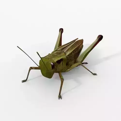 Grasshopper Low-poly 3D model