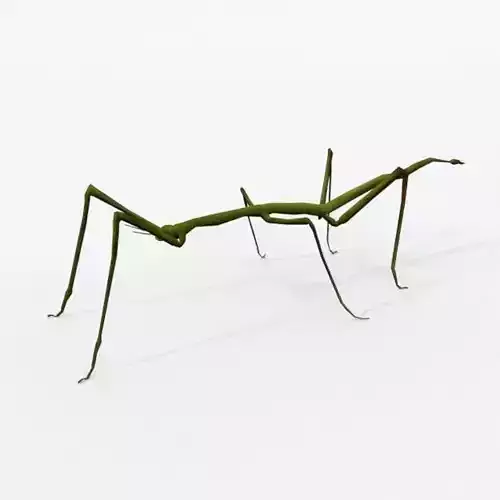 Stick insect Low-poly 3D model