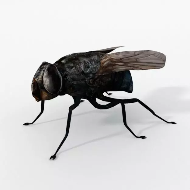 Fly Insect Low-poly 3D model_0
