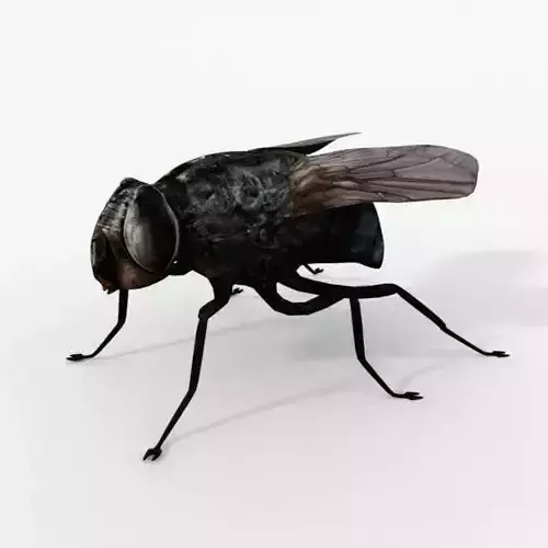 Fly Insect Low-poly 3D model