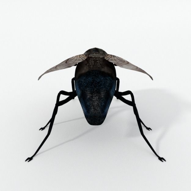 Fly Insect Low-poly 3D model_1