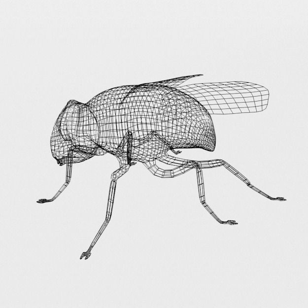 Fly Insect Low-poly 3D model_4