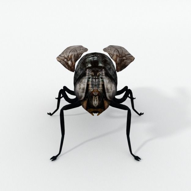 Fly Insect Low-poly 3D model_2