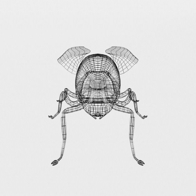 Fly Insect Low-poly 3D model_6