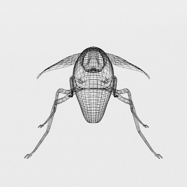 Fly Insect Low-poly 3D model_5