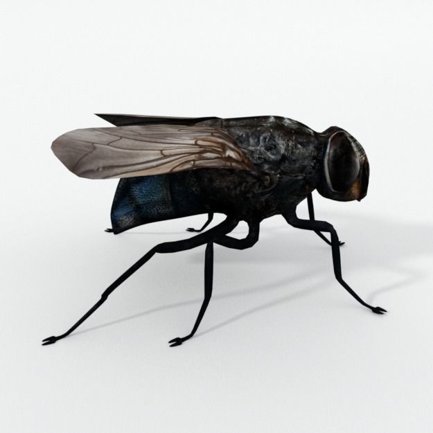 Fly Insect Low-poly 3D model_3